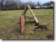 Bull Terrier