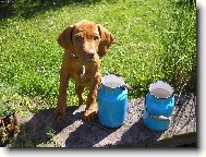 Hungarian Vizsla, Hungarian Pointer