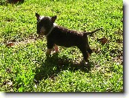 Bull Terrier