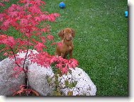 Hungarian Vizsla, Hungarian Pointer