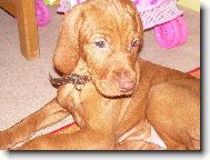 Hungarian Vizsla, Hungarian Pointer