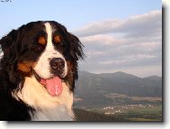 Bernese mountain dog \\\\\(Dog standard\\\\\)