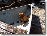 Dogue de Bordeaux