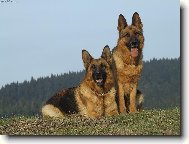 German Shepherd Dog