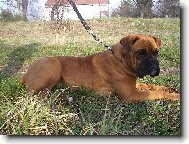 Deutscher Boxer