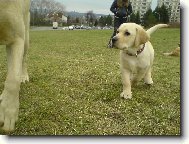 Labrador Retriever