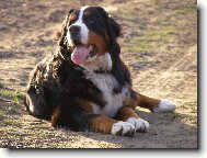 Bernese mountain dog \\\\\\\\\\\\\\\\\\\\\\\\\\\\\\\\\\\\\\\\\\\\\\\\\\\\\\\\\\\\\\\\\\\\\\\\\\\\\\\\\\\\\\\\\\\\\\\\\\\\\\\\\\\\\\\\\\\\\\\\\\\\\\\\\\\\\\\\\\\\\\\\\\\\\\\\\\\\\\\\\\\\\\\\\\\\\\\\\\\\\\\\\\\\\\\\\\\\\\\\\\\\\\\\\\\\\\\\\\\\\\\\\\\\\\\\\\\\\\\\\\\\\\\\\\\\\\\\\\\\\\\\\\\\\\\\\\\\\\\\\\\\\\\\\\\\\\\\\\\\\\\\\\\\\\\\\\\\\\\\\\\\\\\\\\\\\\\\\\\\\(Dog standard\\\\\\\\\\\\\\\\\\\\\\\\\\\\\\\\\\\\\\\\\\\\\\\\\\\\\\\\\\\\\\\\\\\\\\\\\\\\\\\\\\\\\\\\\\\\\\\\\\\\\\\\\\\\\\\\\\\\\\\\\\\\\\\\\\\\\\\\\\\\\\\\\\\\\\\\\\\\\\\\\\\\\\\\\\\\\\\\\\\\\\\\\\\\\\\\\\\\\\\\\\\\\\\\\\\\\\\\\\\\\\\\\\\\\\\\\\\\\\\\\\\\\\\\\\\\\\\\\\\\\\\\\\\\\\\\\\\\\\\\\\\\\\\\\\\\\\\\\\\\\\\\\\\\\\\\\\\\\\\\\\\\\\\\\\\\\\\\\\\\\)