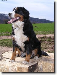 Bernese mountain dog \\\\\\\\\\\\\\\\\\\\\\\\\\\\\\\\\\\\\\\\\\\\\\\\\\\\\\\\\\\\\\\\\\\\\\\\\\\\\\\\\\\\\\\\\\\\\\\\\\\\\\\\\\\\\\\\\\\\\\\\\\\\\\\\\\\\\\\\\\\\\\\\\\\\\\\\\\\\\\\\\\\\\\\\\\\\\\\\\\\\\\\\\\\\\\\\\\\\\\\\\\\\\\\\\\\\\\\\\\\\\\\\\\\\\\\\\\\\\\\\\\\\\\\\\\\\\\\\\\\\\\\\\\\\\\\\\\\\\\\\\\\\\\\\\\\\\\\\\\\\\\\\\\\\\\\\\\\\\\\\\\\\\\\\\\\\\\\\\\\\\(Dog standard\\\\\\\\\\\\\\\\\\\\\\\\\\\\\\\\\\\\\\\\\\\\\\\\\\\\\\\\\\\\\\\\\\\\\\\\\\\\\\\\\\\\\\\\\\\\\\\\\\\\\\\\\\\\\\\\\\\\\\\\\\\\\\\\\\\\\\\\\\\\\\\\\\\\\\\\\\\\\\\\\\\\\\\\\\\\\\\\\\\\\\\\\\\\\\\\\\\\\\\\\\\\\\\\\\\\\\\\\\\\\\\\\\\\\\\\\\\\\\\\\\\\\\\\\\\\\\\\\\\\\\\\\\\\\\\\\\\\\\\\\\\\\\\\\\\\\\\\\\\\\\\\\\\\\\\\\\\\\\\\\\\\\\\\\\\\\\\\\\\\\)