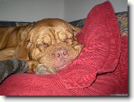 Dogue de Bordeaux \\\\\(Dog standard\\\\\)