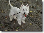 West highland white terrier \\\\\(Dog standard\\\\\)