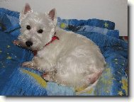 West highland white terrier \\\\\(Dog standard\\\\\)