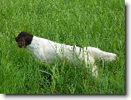 Chinese Crested Dog