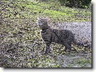 British shorthairs cat