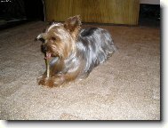 Chinese Crested Dog