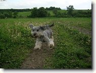 Chinese Crested Dog