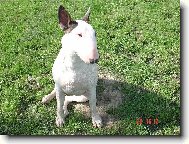 Chinese Crested Dog