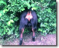 Rottweiler \\\\\(Dog standard\\\\\)