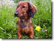 Chinese Crested Dog