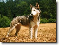 Siberian husky \\\\\(Dog standard\\\\\)