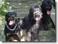 Chinese Crested Dog