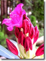 Rododendron, Azalka