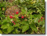 Hibiscus rosa-sinensis