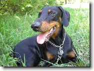 Dobermann \\\\\\\\\\\\\\\\\\\\\\\\\\\\\\\\\\\\\\\\\\\\\\\\\\\\\\\\\\\\\\\\\\\\\\\\\\\\\\\\\\\\\(Dog standard\\\\\\\\\\\\\\\\\\\\\\\\\\\\\\\\\\\\\\\\\\\\\\\\\\\\\\\\\\\\\\\\\\\\\\\\\\\\\\\\\\\\\)