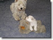 West highland white terrier \\\\\(Dog standard\\\\\)