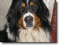 Bernese mountain dog \\\\\\\\\\\\\\\\\\\\\(Dog standard\\\\\\\\\\\\\\\\\\\\\)