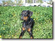 Dobermann \\\\\\\\\\\\\\\\\\\\\\\\\\\\\\\\\\\\\\\\\\\\\\\\\\\\\\\\\\\\\\\\\\\\\\\\\\\\\\\\\\\\\(Dog standard\\\\\\\\\\\\\\\\\\\\\\\\\\\\\\\\\\\\\\\\\\\\\\\\\\\\\\\\\\\\\\\\\\\\\\\\\\\\\\\\\\\\\)