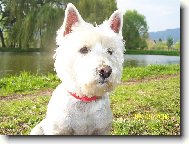 West highland white terrier \\\\\(Dog standard\\\\\)