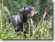 Dobermann \\\\\\\\\\\\\\\\\\\\\\\\\\\\\\\\\\\\\\\\\\\\\\\\\\\\\\\\\\\\\\\\\\\\\\\\\\\\\\\\\\\\\(Dog standard\\\\\\\\\\\\\\\\\\\\\\\\\\\\\\\\\\\\\\\\\\\\\\\\\\\\\\\\\\\\\\\\\\\\\\\\\\\\\\\\\\\\\)