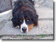 Bernese mountain dog \\\\\\\\\\\\\\\\\\\\\\\\\\\\\\\\\\\\\\\\\\\\\\\\\\\\\\\\\\\\\\\\\\\\\\\\\\\\\\\\\\\\\\\\\\\\\\\\\\\\\\\\\\\\\\\\\\\\\\\\\\\\\\\\\\\\\\\\\\\\\\\\\\\\\\\\\\\\\\\\\\\\\\\\\\\\\\\\\\\\\\\\\\\\\\\\\\\\\\\\\\\\\\\\\\\\\\\\\\\\\\\\\\\\\\\\\\\\\\\\\\\\\\\\\\\\\\\\\\\\\\\\\\\\\\\\\\\\\\\\\\\\\\\\\\\\\\\\\\\\\\\\\\\\\\\\\\\\\\\\\\\\\\\\\\\\\\\\\\\\\(Dog standard\\\\\\\\\\\\\\\\\\\\\\\\\\\\\\\\\\\\\\\\\\\\\\\\\\\\\\\\\\\\\\\\\\\\\\\\\\\\\\\\\\\\\\\\\\\\\\\\\\\\\\\\\\\\\\\\\\\\\\\\\\\\\\\\\\\\\\\\\\\\\\\\\\\\\\\\\\\\\\\\\\\\\\\\\\\\\\\\\\\\\\\\\\\\\\\\\\\\\\\\\\\\\\\\\\\\\\\\\\\\\\\\\\\\\\\\\\\\\\\\\\\\\\\\\\\\\\\\\\\\\\\\\\\\\\\\\\\\\\\\\\\\\\\\\\\\\\\\\\\\\\\\\\\\\\\\\\\\\\\\\\\\\\\\\\\\\\\\\\\\\)