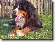 Bernese mountain dog \\\\\\\\\\\\\\\\\\\\\\\\\\\\\\\\\\\\\\\\\\\\\\\\\\\\\\\\\\\\\\\\\\\\\\\\\\\\\\\\\\\\\\\\\\\\\\\\\\\\\\\\\\\\\\\\\\\\\\\\\\\\\\\\\\\\\\\\\\\\\\\\\\\\\\\\\\\\\\\\\\\\\\\\\\\\\\\\\\\\\\\\\\\\\\\\\\\\\\\\\\\\\\\\\\\\\\\\\\\\\\\\\\\\\\\\\\\\\\\\\\\\\\\\\\\\\\\\\\\\\\\\\\\\\\\\\\\\\\\\\\\\\\\\\\\\\\\\\\\\\\\\\\\\\\\\\\\\\\\\\\\\\\\\\\\\\\\\\\\\\(Dog standard\\\\\\\\\\\\\\\\\\\\\\\\\\\\\\\\\\\\\\\\\\\\\\\\\\\\\\\\\\\\\\\\\\\\\\\\\\\\\\\\\\\\\\\\\\\\\\\\\\\\\\\\\\\\\\\\\\\\\\\\\\\\\\\\\\\\\\\\\\\\\\\\\\\\\\\\\\\\\\\\\\\\\\\\\\\\\\\\\\\\\\\\\\\\\\\\\\\\\\\\\\\\\\\\\\\\\\\\\\\\\\\\\\\\\\\\\\\\\\\\\\\\\\\\\\\\\\\\\\\\\\\\\\\\\\\\\\\\\\\\\\\\\\\\\\\\\\\\\\\\\\\\\\\\\\\\\\\\\\\\\\\\\\\\\\\\\\\\\\\\\)