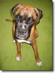 Deutscher Boxer