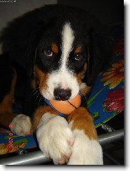 Bernese mountain dog \\\\\\\\\\\\\\\\\\\\\\\\\\\\\\\\\\\\\\\\\\\\\\\\\\\\\\\\\\\\\\\\\\\\\\\\\\\\\\\\\\\\\\\\\\\\\\\\\\\\\\\\\\\\\\\\\\\\\\\\\\\\\\\\\\\\\\\\\\\\\\\\\\\\\\\\\\\\\\\\\\\\\\\\\\\\\\\\\\\\\\\\\\\\\\\\\\\\\\\\\\\\\\\\\\\\\\\\\\\\\\\\\\\\\\\\\\\\\\\\\\\\\\\\\\\\\\\\\\\\\\\\\\\\\\\\\\\\\\\\\\\\\\\\\\\\\\\\\\\\\\\\\\\\\\\\\\\\\\\\\\\\\\\\\\\\\\\\\\\\\(Dog standard\\\\\\\\\\\\\\\\\\\\\\\\\\\\\\\\\\\\\\\\\\\\\\\\\\\\\\\\\\\\\\\\\\\\\\\\\\\\\\\\\\\\\\\\\\\\\\\\\\\\\\\\\\\\\\\\\\\\\\\\\\\\\\\\\\\\\\\\\\\\\\\\\\\\\\\\\\\\\\\\\\\\\\\\\\\\\\\\\\\\\\\\\\\\\\\\\\\\\\\\\\\\\\\\\\\\\\\\\\\\\\\\\\\\\\\\\\\\\\\\\\\\\\\\\\\\\\\\\\\\\\\\\\\\\\\\\\\\\\\\\\\\\\\\\\\\\\\\\\\\\\\\\\\\\\\\\\\\\\\\\\\\\\\\\\\\\\\\\\\\\)