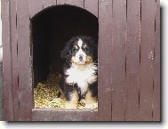 Bernese mountain dog \\\\\\\\\\\\\\\\\\\\\\\\\\\\\\\\\\\\\\\\\\\\\\\\\\\\\\\\\\\\\\\\\\\\\\\\\\\\\\\\\\\\\\\\\\\\\\\\\\\\\\\\\\\\\\\\\\\\\\\\\\\\\\\\\\\\\\\\\\\\\\\\\\\\\\\\\\\\\\\\\\\\\\\\\\\\\\\\\\\\\\\\\\\\\\\\\\\\\\\\\\\\\\\\\\\\\\\\\\\\\\\\\\\\\\\\\\\\\\\\\\\\\\\\\\\\\\\\\\\\\\\\\\\\\\\\\\\\\\\\\\\\\\\\\\\\\\\\\\\\\\\\\\\\\\\\\\\\\\\\\\\\\\\\\\\\\\\\\\\\\(Dog standard\\\\\\\\\\\\\\\\\\\\\\\\\\\\\\\\\\\\\\\\\\\\\\\\\\\\\\\\\\\\\\\\\\\\\\\\\\\\\\\\\\\\\\\\\\\\\\\\\\\\\\\\\\\\\\\\\\\\\\\\\\\\\\\\\\\\\\\\\\\\\\\\\\\\\\\\\\\\\\\\\\\\\\\\\\\\\\\\\\\\\\\\\\\\\\\\\\\\\\\\\\\\\\\\\\\\\\\\\\\\\\\\\\\\\\\\\\\\\\\\\\\\\\\\\\\\\\\\\\\\\\\\\\\\\\\\\\\\\\\\\\\\\\\\\\\\\\\\\\\\\\\\\\\\\\\\\\\\\\\\\\\\\\\\\\\\\\\\\\\\\)