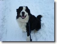 Bernese mountain dog \\\\\\\\\\\\\\\\\\\\\\\\\\\\\\\\\\\\\\\\\\\\\\\\\\\\\\\\\\\\\\\\\\\\\\\\\\\\\\\\\\\\\\\\\\\\\\\\\\\\\\\\\\\\\\\\\\\\\\\\\\\\\\\\\\\\\\\\\\\\\\\\\\\\\\\\\\\\\\\\\\\\\\\\\\\\\\\\\\\\\\\\\\\\\\\\\\\\\\\\\\\\\\\\\\\\\\\\\\\\\\\\\\\\\\\\\\\\\\\\\\\\\\\\\\\\\\\\\\\\\\\\\\\\\\\\\\\\\\\\\\\\\\\\\\\\\\\\\\\\\\\\\\\\\\\\\\\\\\\\\\\\\\\\\\\\\\\\\\\\\(Dog standard\\\\\\\\\\\\\\\\\\\\\\\\\\\\\\\\\\\\\\\\\\\\\\\\\\\\\\\\\\\\\\\\\\\\\\\\\\\\\\\\\\\\\\\\\\\\\\\\\\\\\\\\\\\\\\\\\\\\\\\\\\\\\\\\\\\\\\\\\\\\\\\\\\\\\\\\\\\\\\\\\\\\\\\\\\\\\\\\\\\\\\\\\\\\\\\\\\\\\\\\\\\\\\\\\\\\\\\\\\\\\\\\\\\\\\\\\\\\\\\\\\\\\\\\\\\\\\\\\\\\\\\\\\\\\\\\\\\\\\\\\\\\\\\\\\\\\\\\\\\\\\\\\\\\\\\\\\\\\\\\\\\\\\\\\\\\\\\\\\\\\)