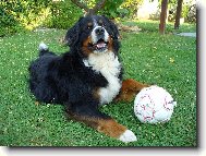 Bernese mountain dog \\\\\\\\\\\\\\\\\\\\\\\\\\\\\\\\\\\\\\\\\\\\\\\\\\\\\\\\\\\\\\\\\\\\\\\\\\\\\\\\\\\\\\\\\\\\\\\\\\\\\\\\\\\\\\\\\\\\\\\\\\\\\\\\\\\\\\\\\\\\\\\\\\\\\\\\\\\\\\\\\\\\\\\\\\\\\\\\\\\\\\\\\\\\\\\\\\\\\\\\\\\\\\\\\\\\\\\\\\\\\\\\\\\\\\\\\\\\\\\\\\\\\\\\\\\\\\\\\\\\\\\\\\\\\\\\\\\\\\\\\\\\\\\\\\\\\\\\\\\\\\\\\\\\\\\\\\\\\\\\\\\\\\\\\\\\\\\\\\\\\(Dog standard\\\\\\\\\\\\\\\\\\\\\\\\\\\\\\\\\\\\\\\\\\\\\\\\\\\\\\\\\\\\\\\\\\\\\\\\\\\\\\\\\\\\\\\\\\\\\\\\\\\\\\\\\\\\\\\\\\\\\\\\\\\\\\\\\\\\\\\\\\\\\\\\\\\\\\\\\\\\\\\\\\\\\\\\\\\\\\\\\\\\\\\\\\\\\\\\\\\\\\\\\\\\\\\\\\\\\\\\\\\\\\\\\\\\\\\\\\\\\\\\\\\\\\\\\\\\\\\\\\\\\\\\\\\\\\\\\\\\\\\\\\\\\\\\\\\\\\\\\\\\\\\\\\\\\\\\\\\\\\\\\\\\\\\\\\\\\\\\\\\\\)