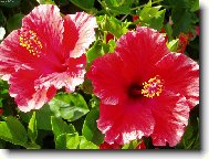 Hibiscus rosa-sinensis