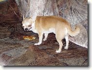 Chihuahua \\\\\(Dog standard\\\\\)