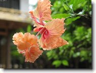 Hibiscus rosa-sinensis