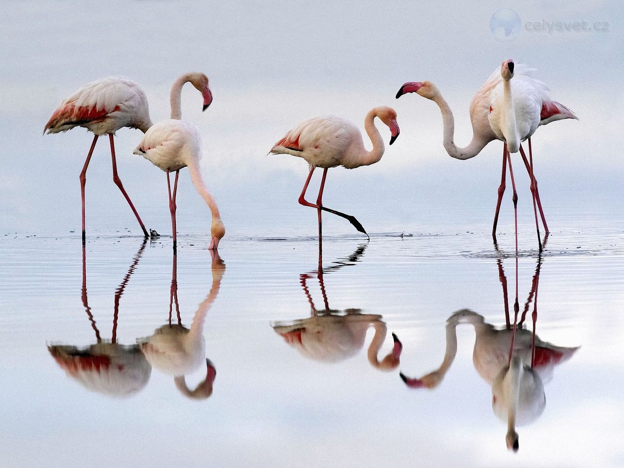 Foto: Greater Flamingos, Fuente De Piedra Lagoon, Spain