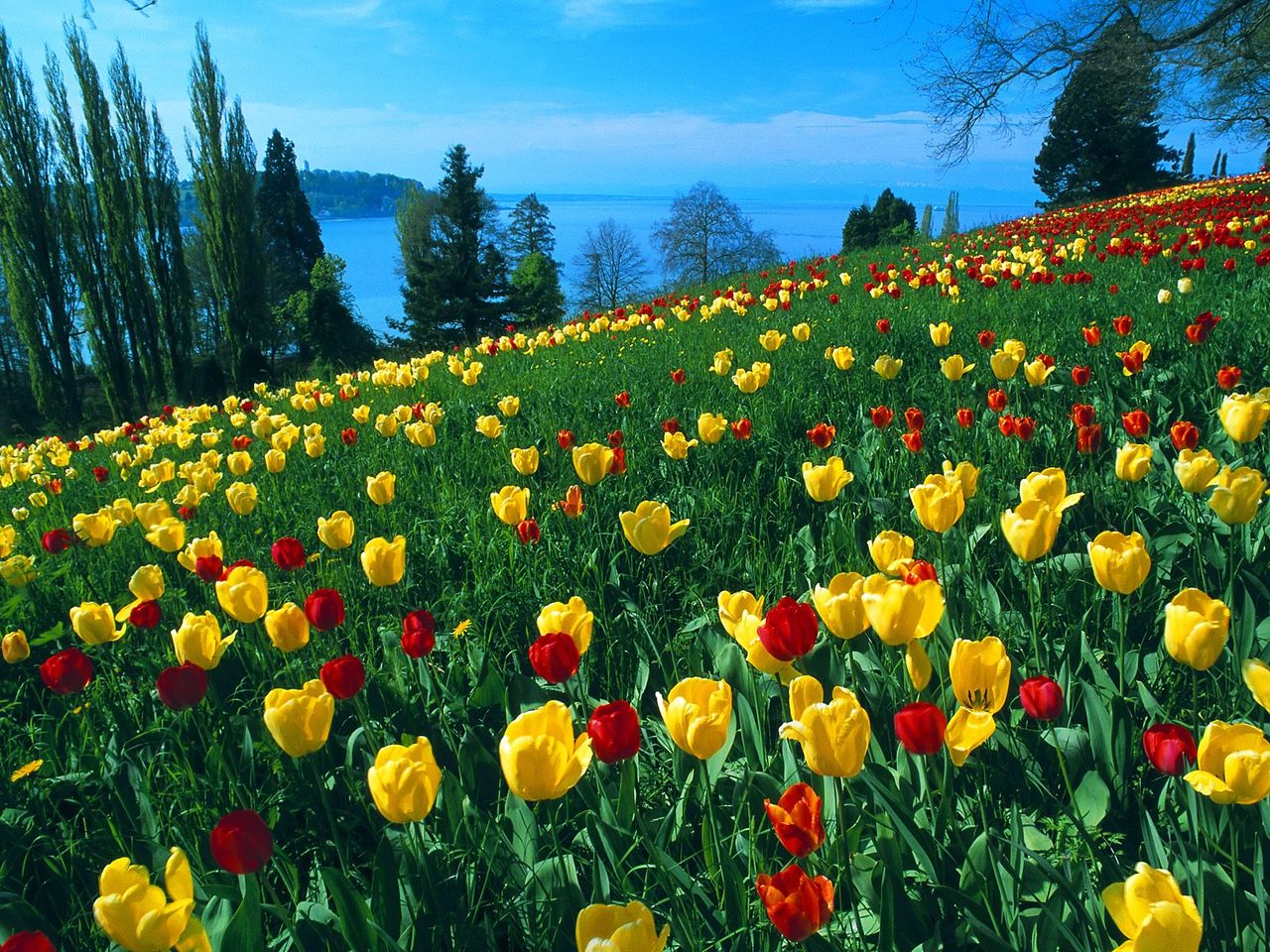Foto: Field Of Tulips, Island Of Mainau, Germany