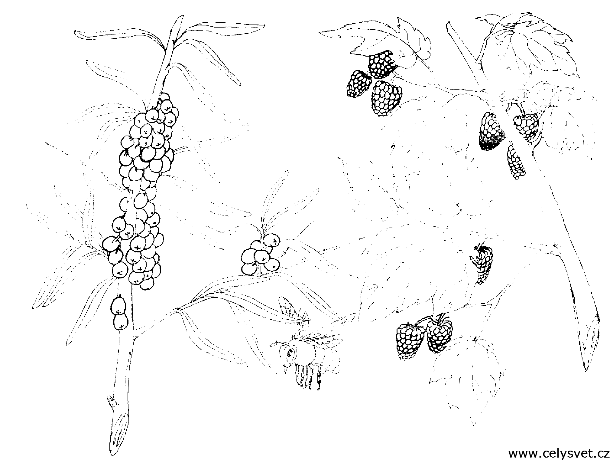 Free coloring page to print