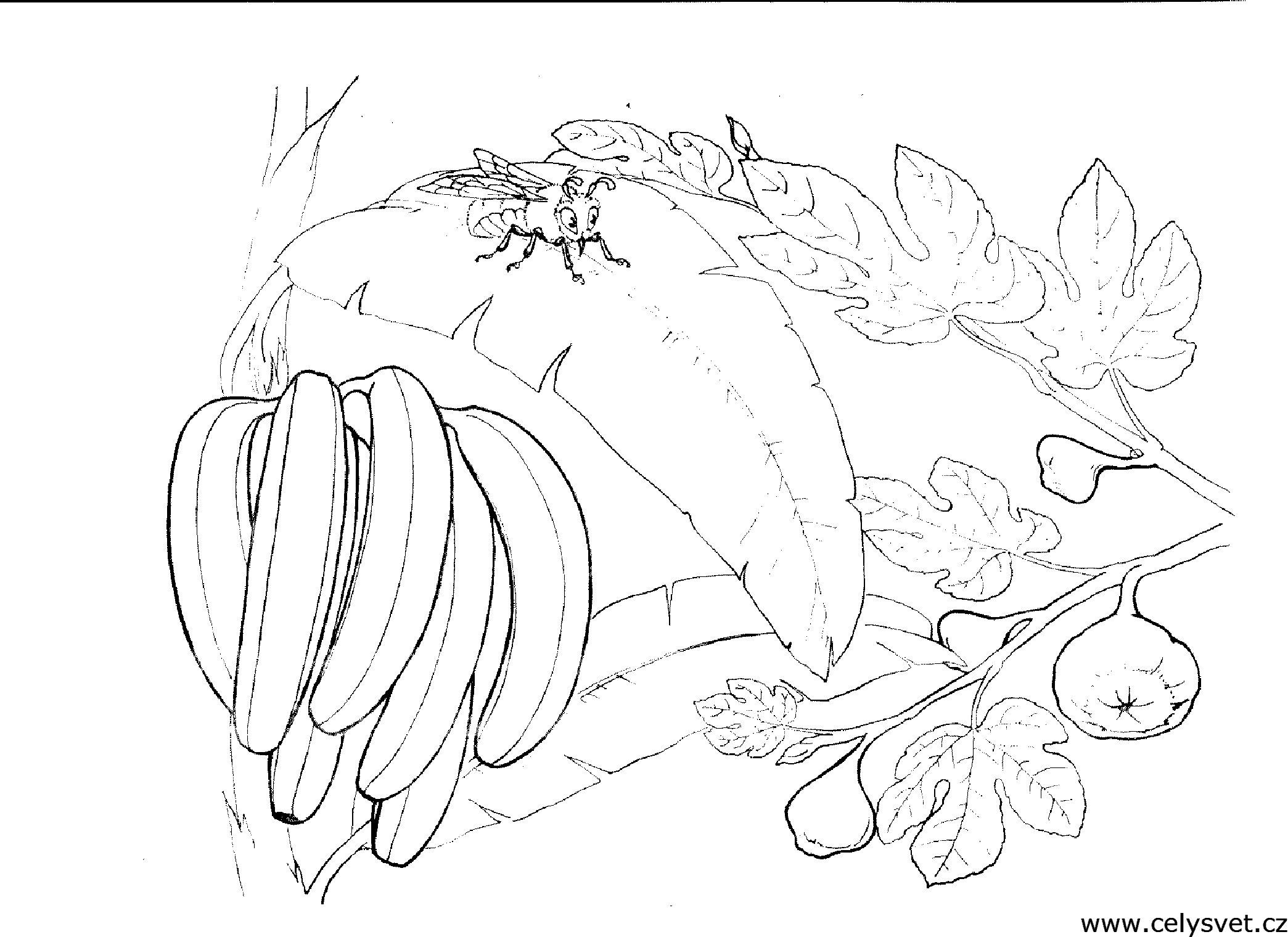 Free coloring page to print