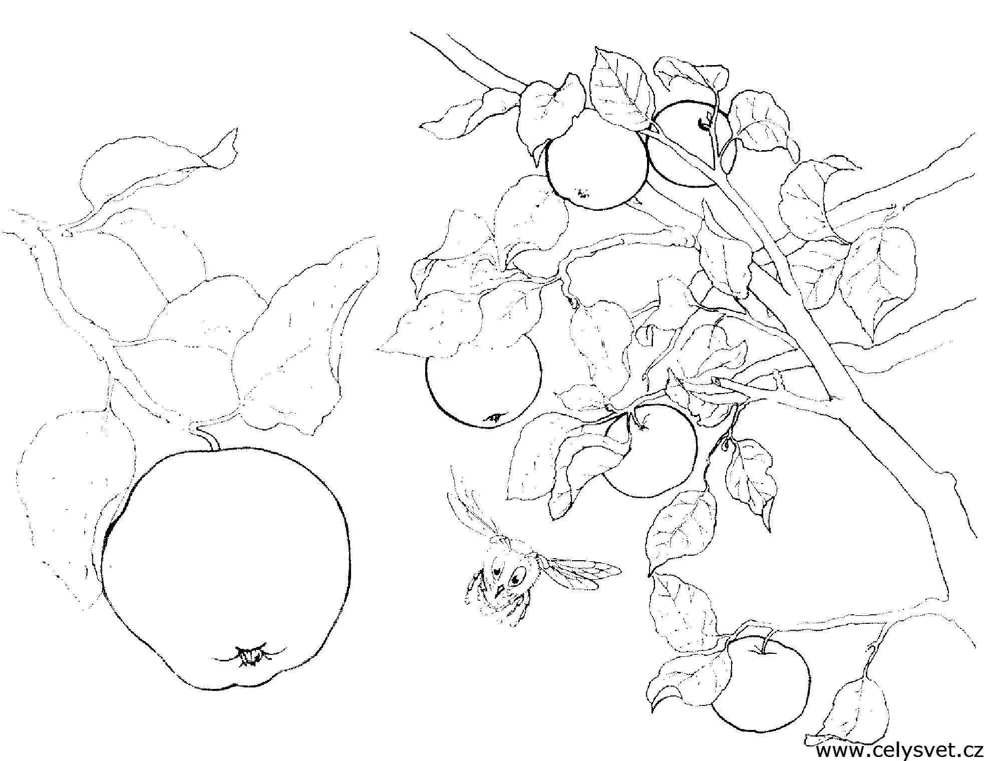 Free coloring page to print