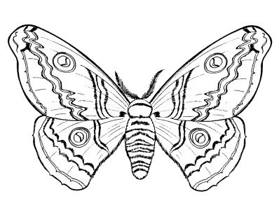 Free Printable Coloring on Free Coloring Pages For Boys And Girls  Animals  Insects  Butterflies