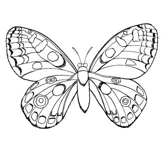 Coloring Pages  Girls on Free Coloring Pages  833    Animals  Insects  Butterflies  33 Pages