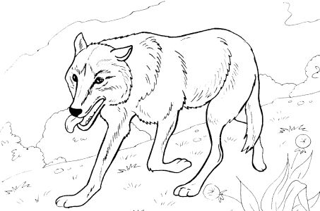 Free Coloring Sheets Print on All Free Coloring Pages  833    Animals  Fox  Wolf  9 Pages